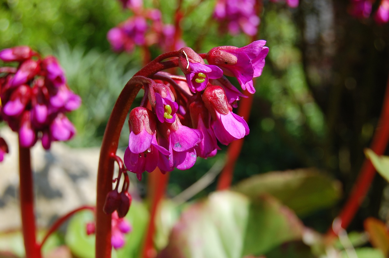 flower  original  fuschia free photo