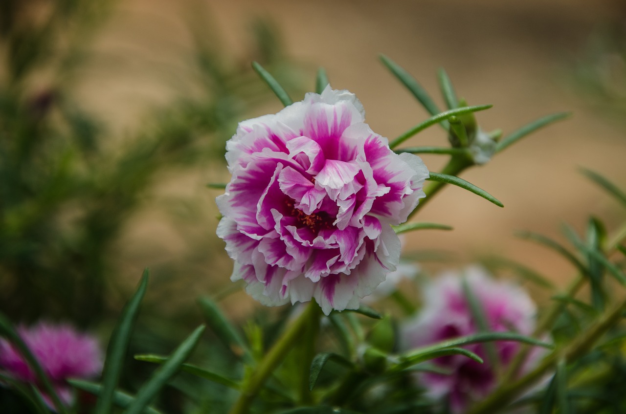 flower  sunny  close-up free photo