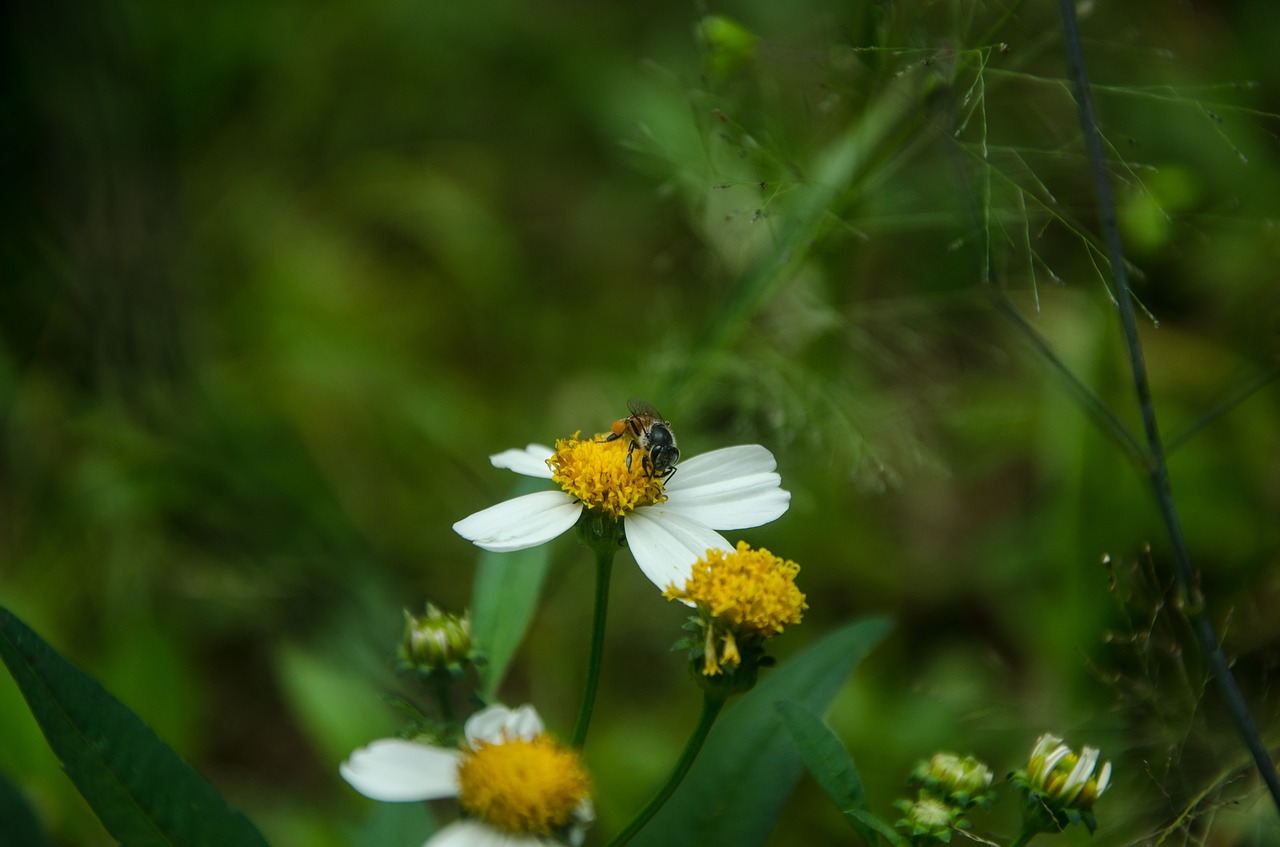 flower  bee  animal free photo