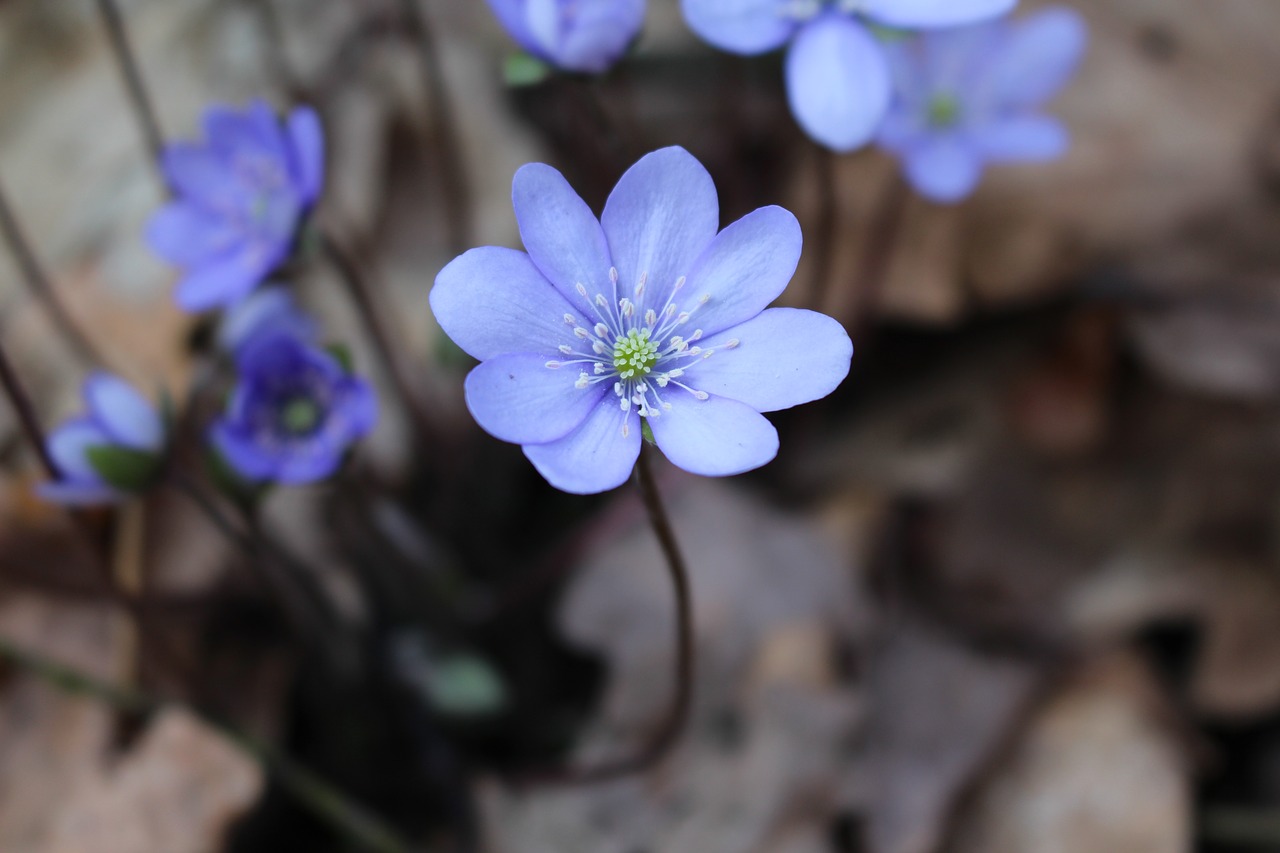 flower  nature  spring free photo