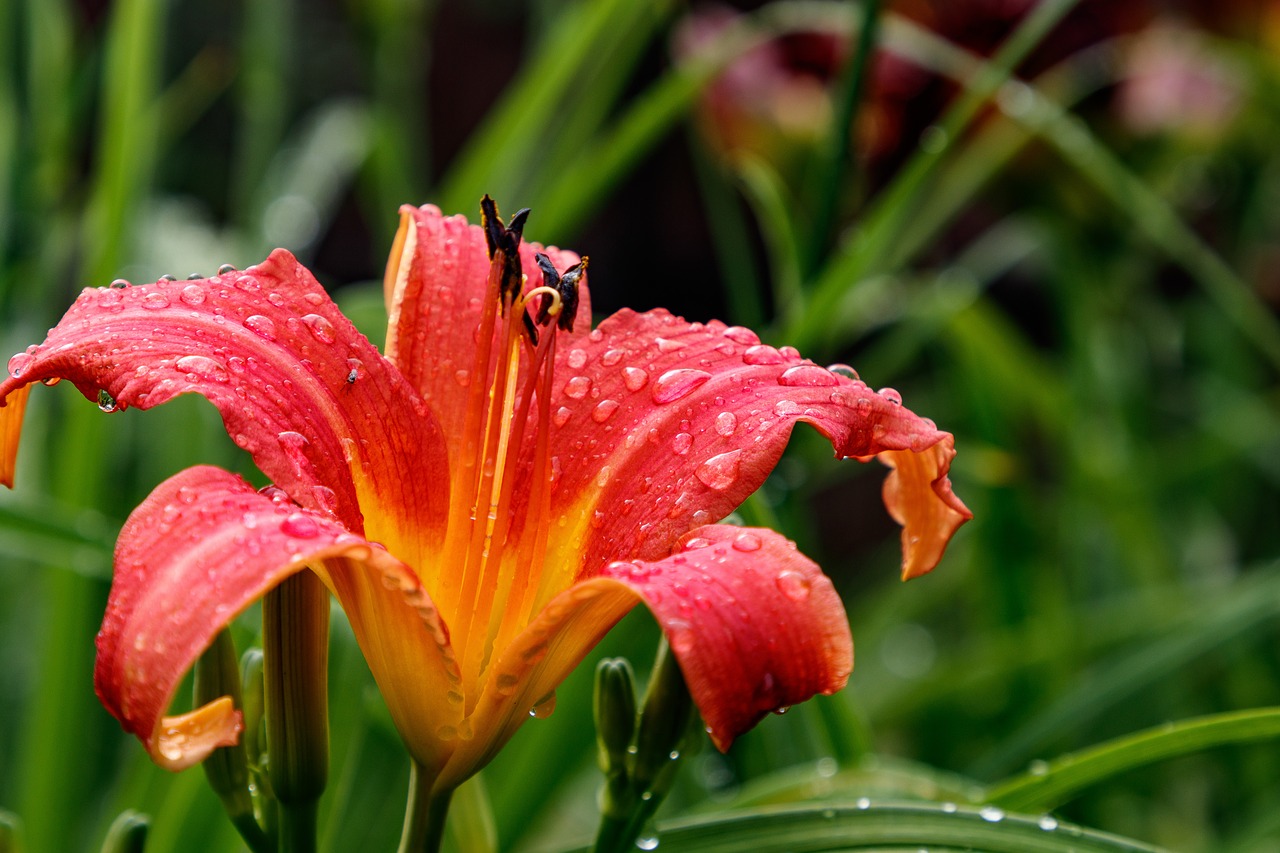 flower  day-lily  petals free photo