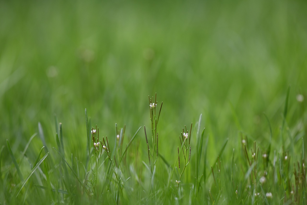 flower  grass  nature free photo