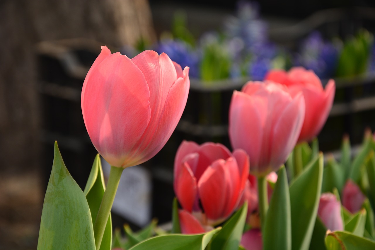 flower  spring  tulip free photo