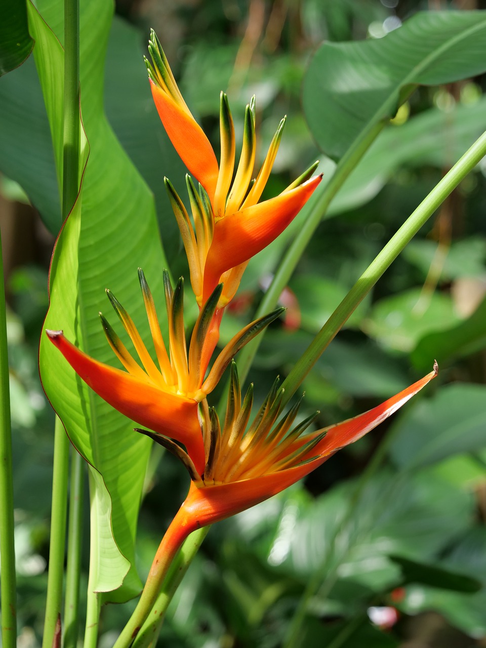 flower  red yellow  blossom free photo