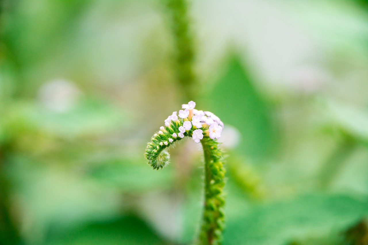 flower  closeup  micro free photo