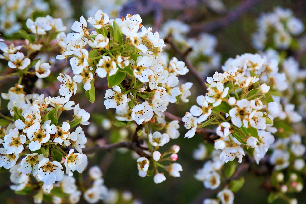 flower  spring  nature free photo