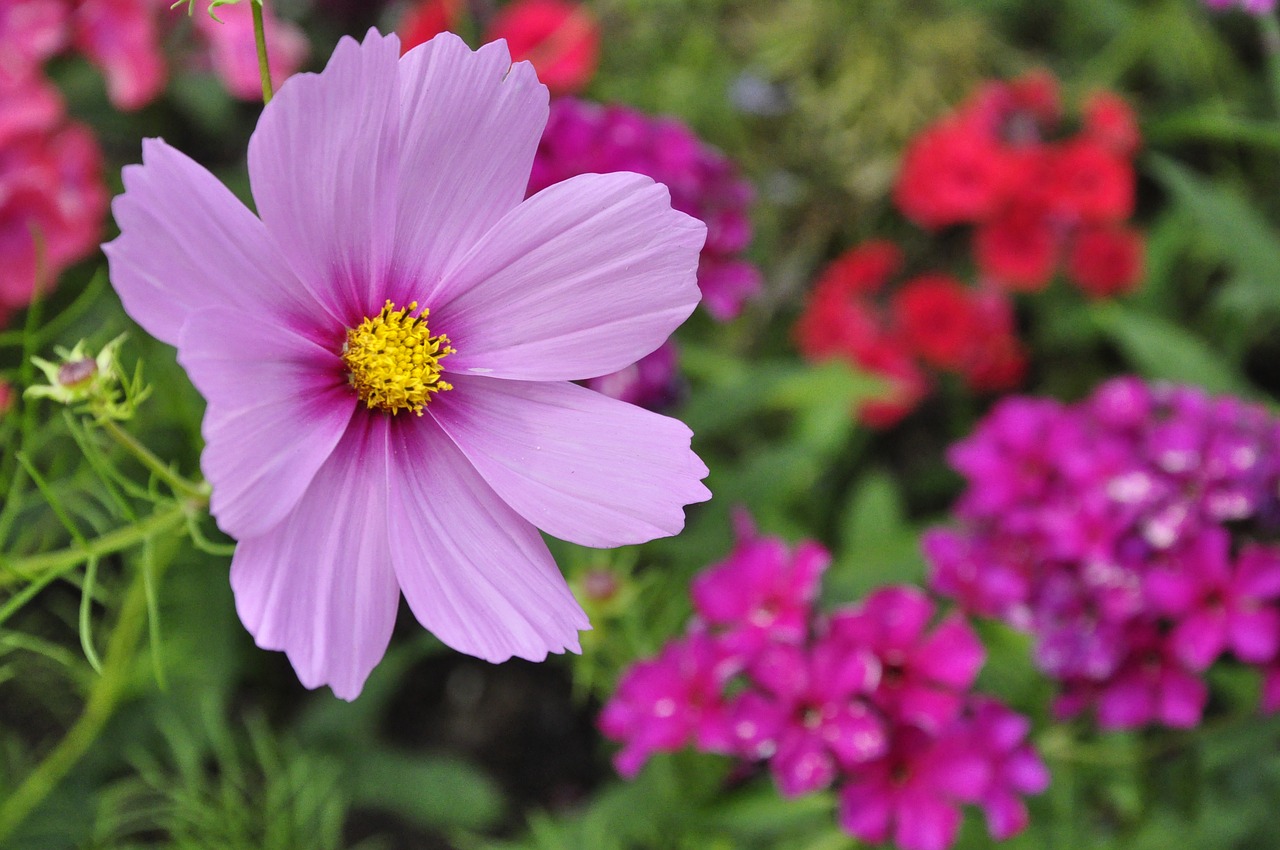 flower  plant  garden free photo