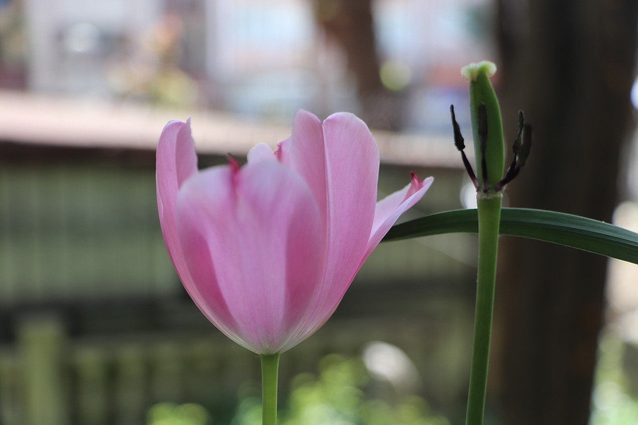 flower  tulips  tulip free photo