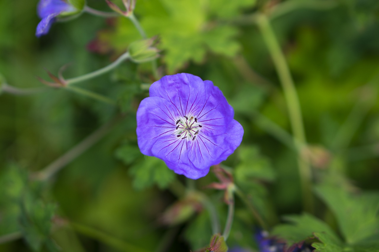 flower  spring  nature free photo