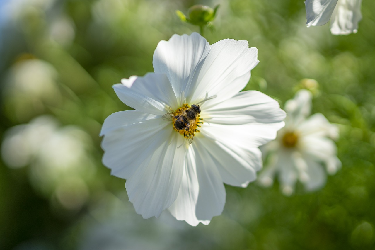 flower  spring  nature free photo