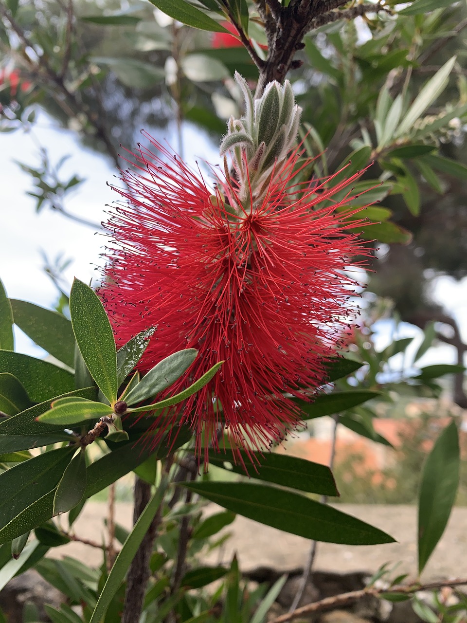 flower  blossom  bloom free photo