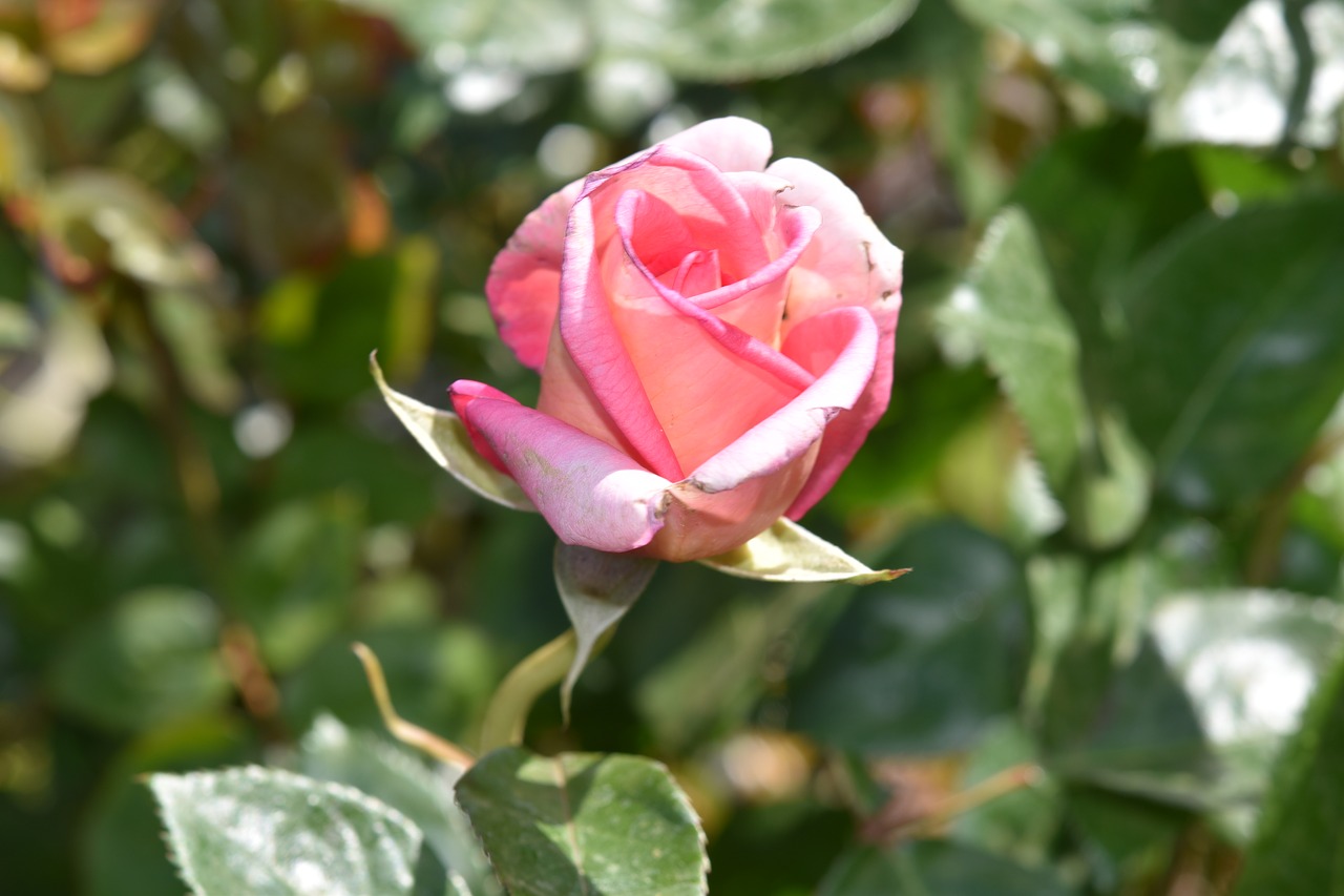 flower  pink  shrub free photo