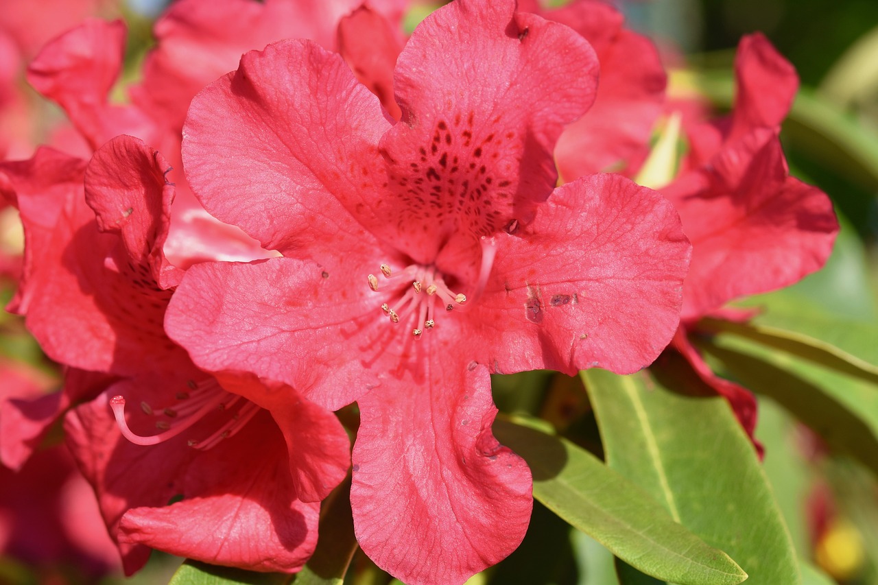 flower  red flower  rhododendron red flowers free photo