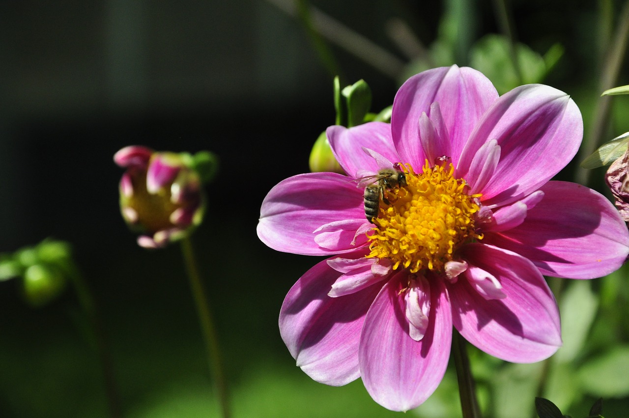 flower  blossom  bloom free photo