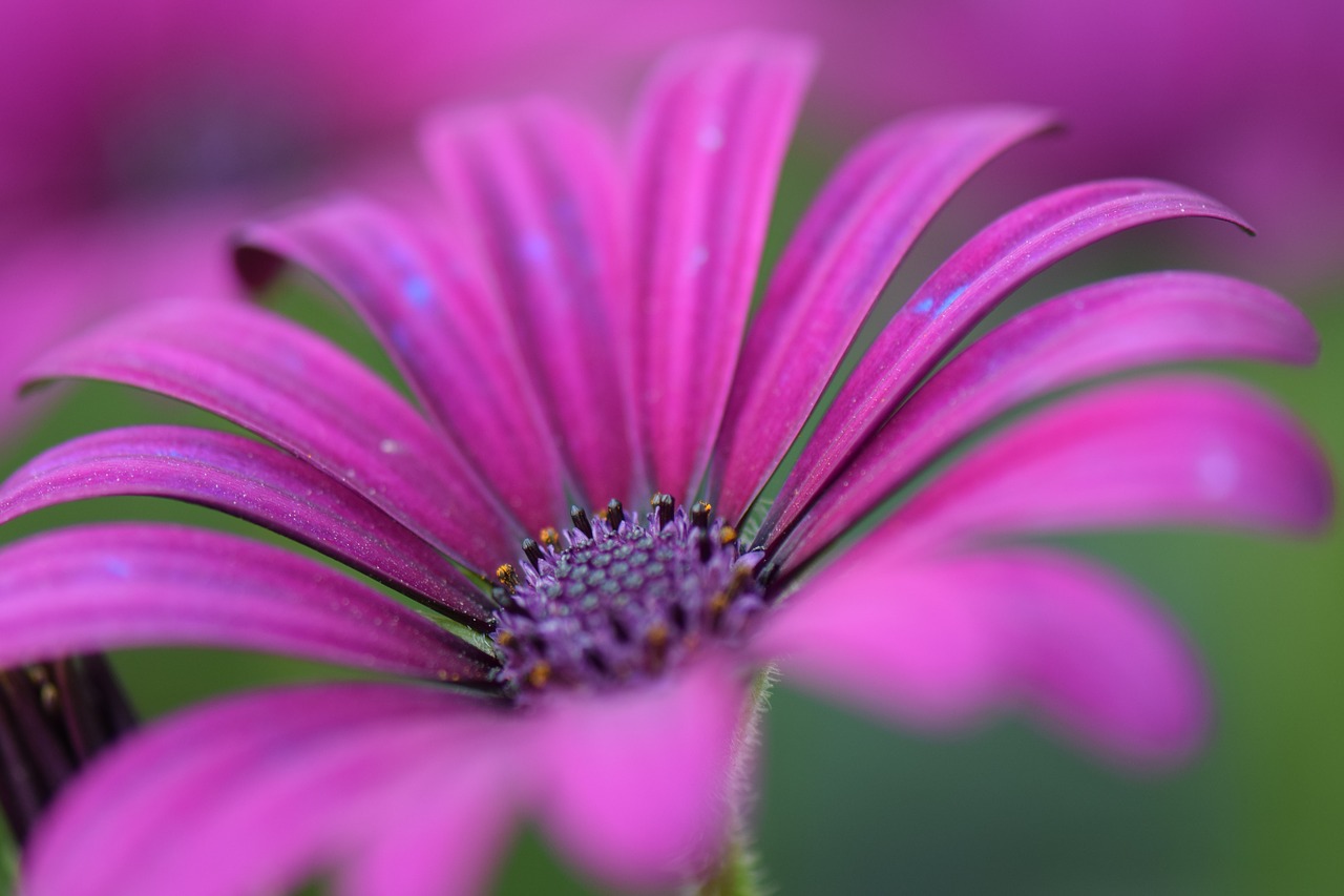 flower  purple  nature free photo