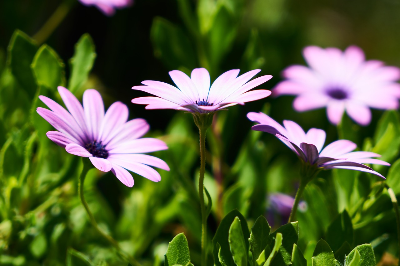 flower  plant  daisy free photo