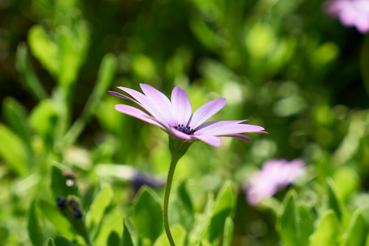 flower  spring  nature free photo