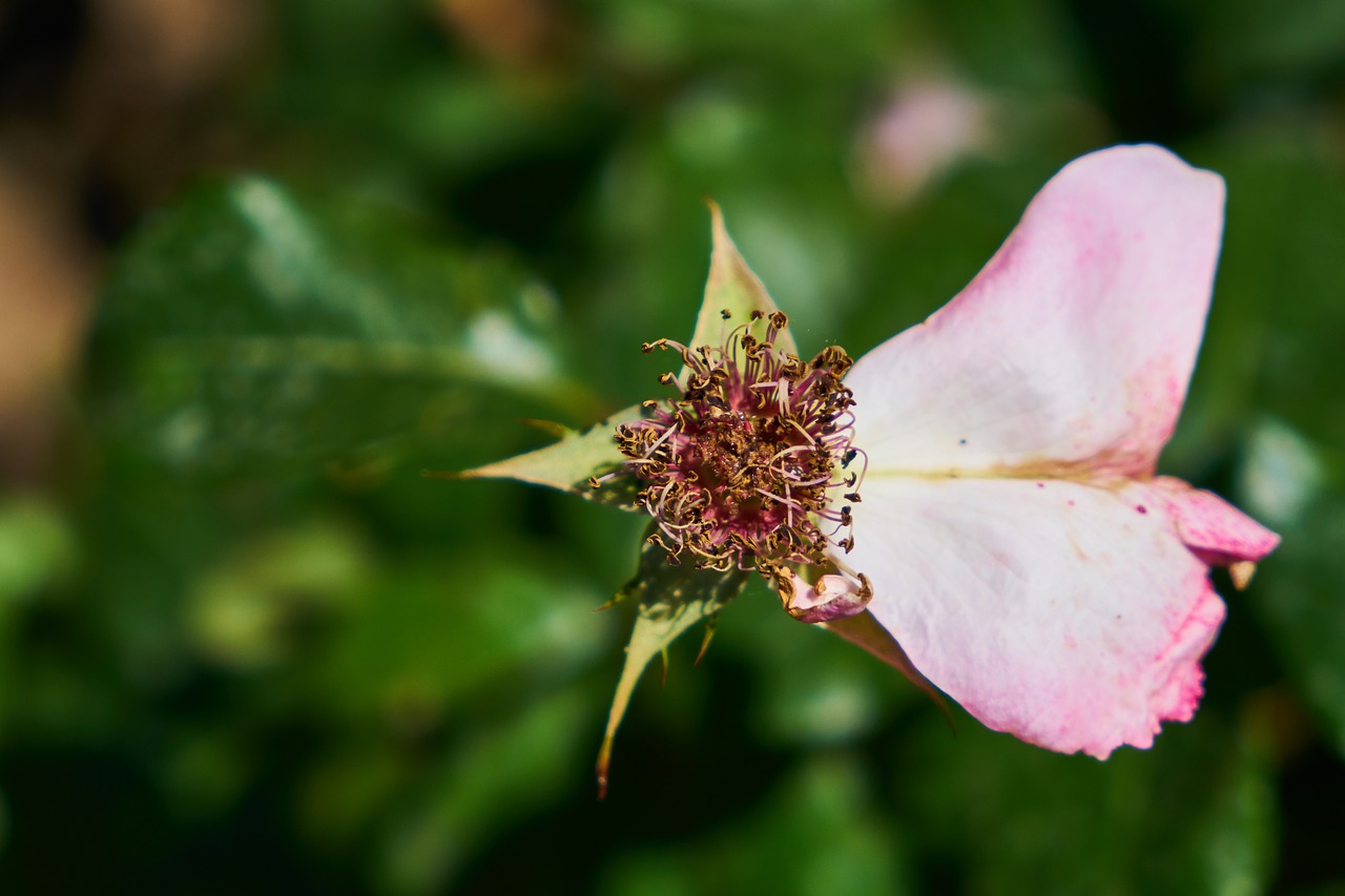 flower  spring  nature free photo