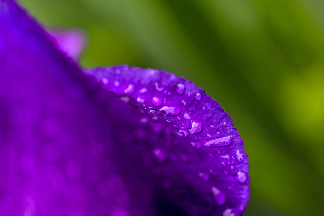 flower  rain drops  the bodice free photo