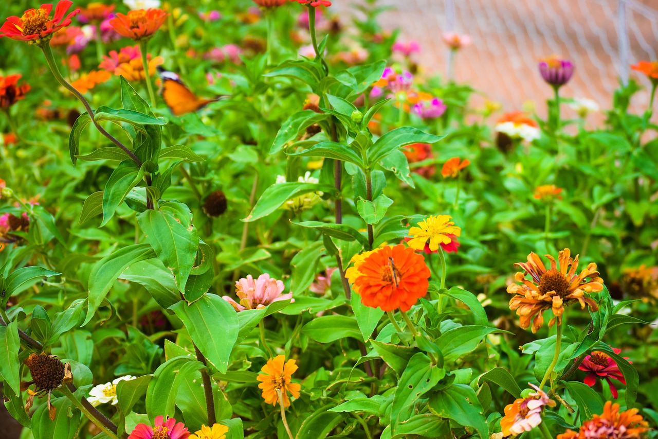 flower  butterflies  blossom free photo