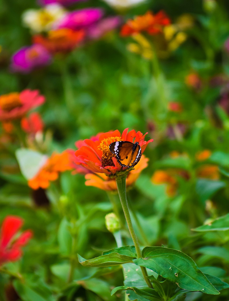 flower  butterflies  blossom free photo