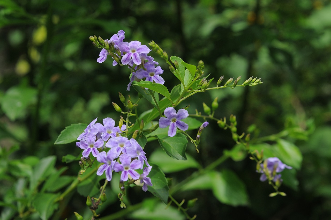 flower  green  nature free photo