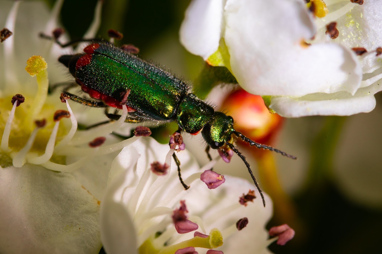 flower  nature  insect free photo