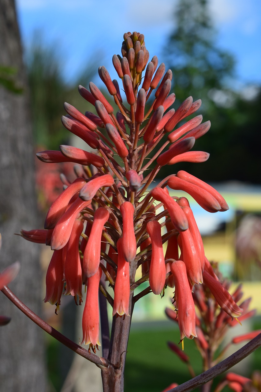 flower  beautiful  plant free photo