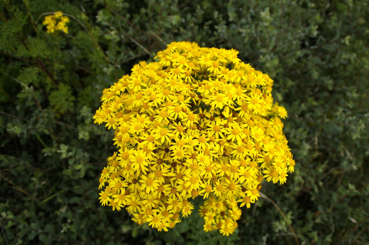 flower  yellow  plant free photo