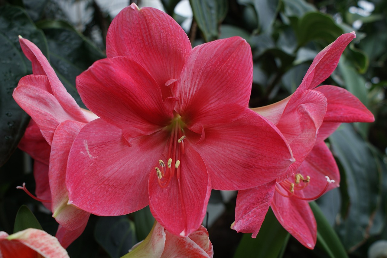 flower  red  plant free photo