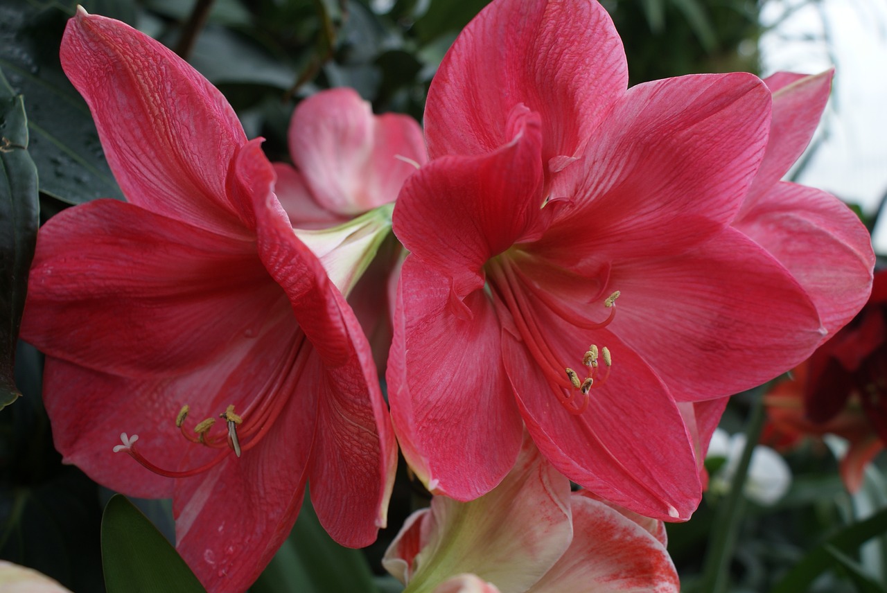 flower  red  plant free photo