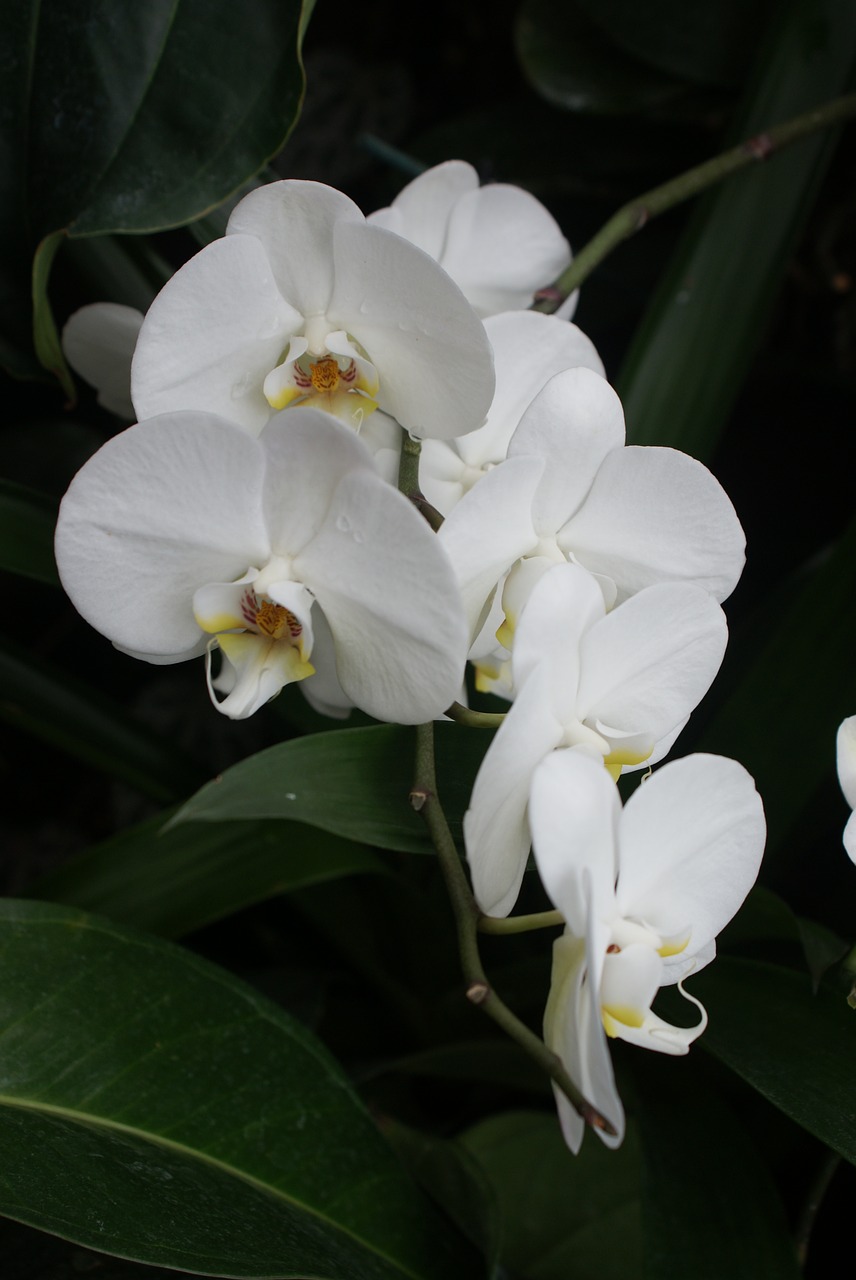 flower  biel  orchis free photo