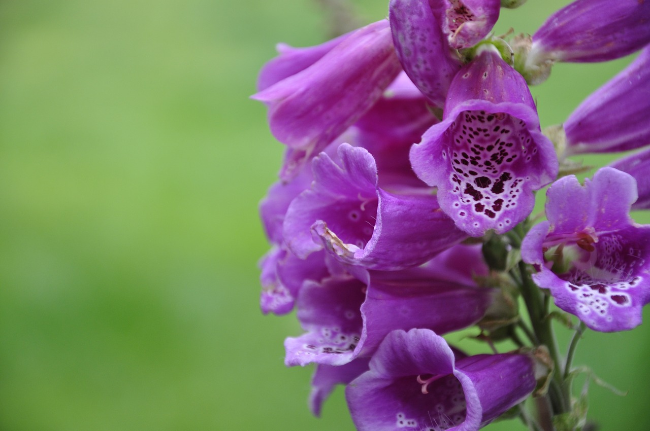 flower  plant  blossom free photo