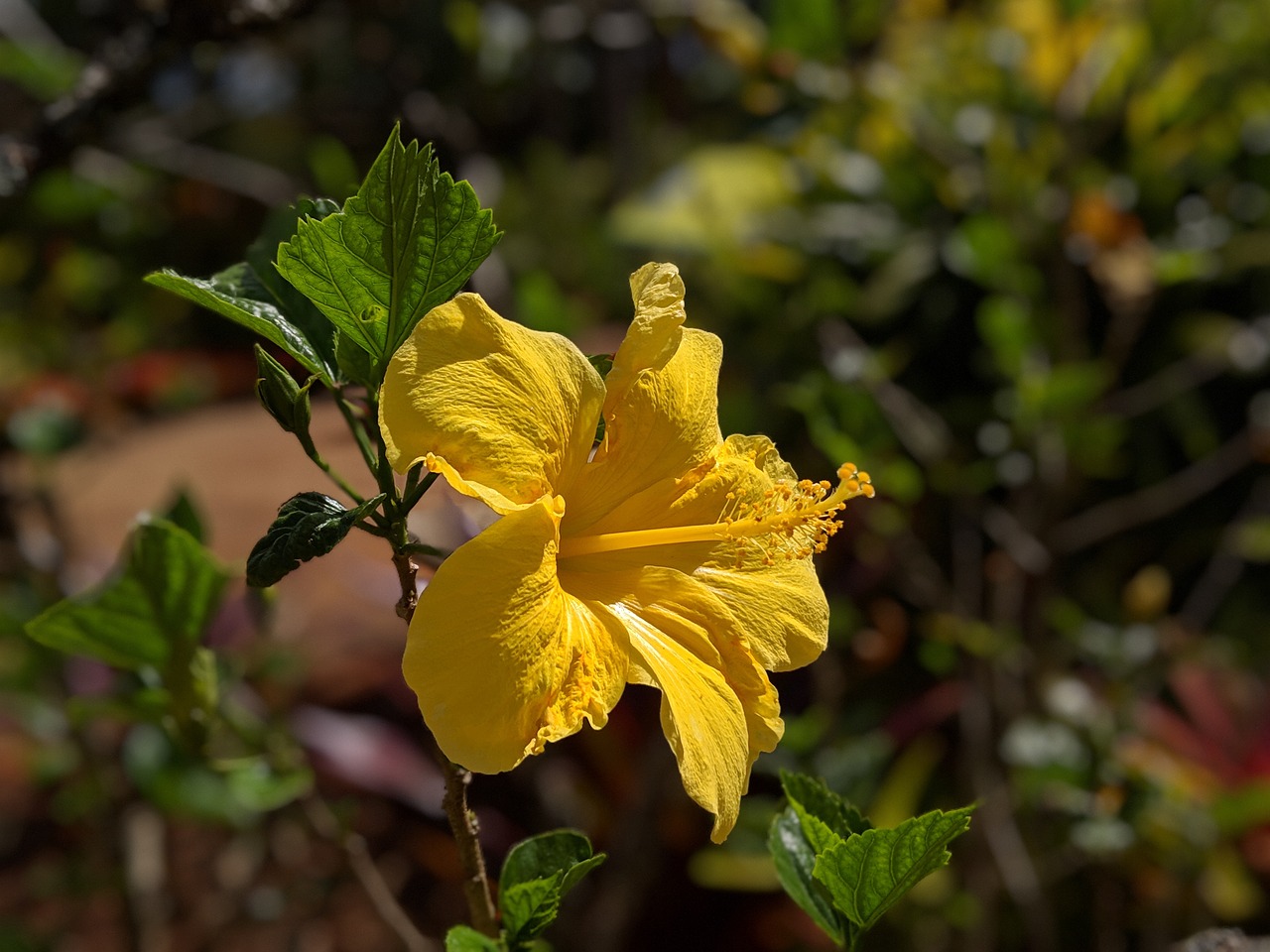 flower  hibiscus  hawaii free photo