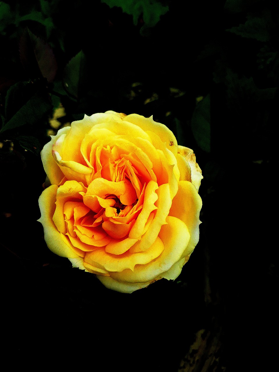 flower  rose  petals free photo