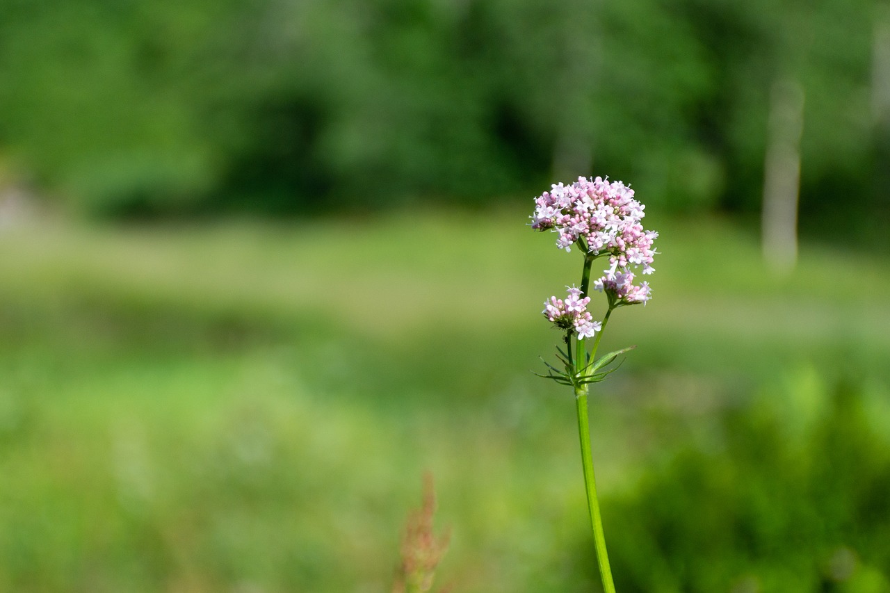 flower  nature  vegetable free photo