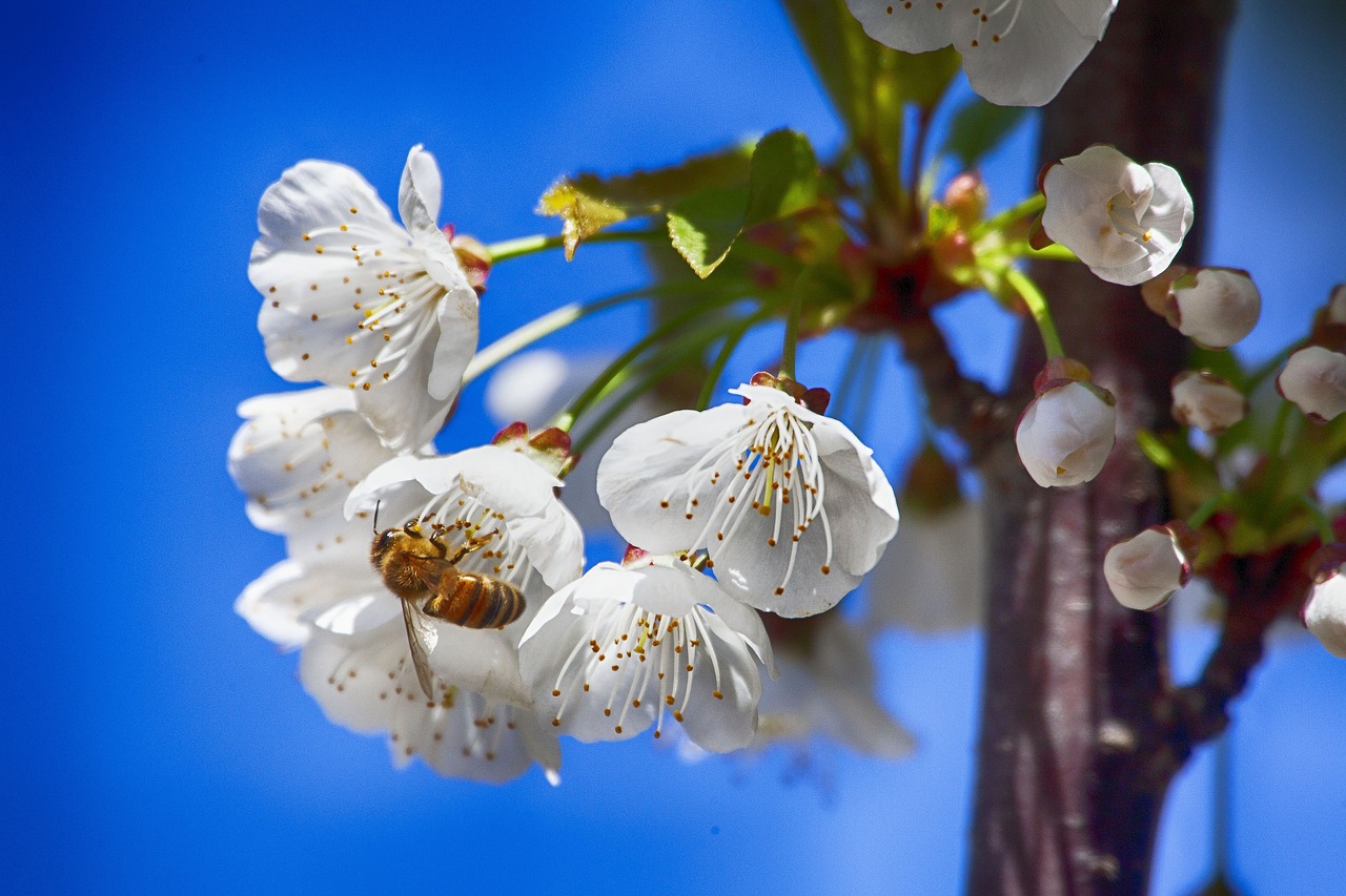 flower  bee  insect free photo