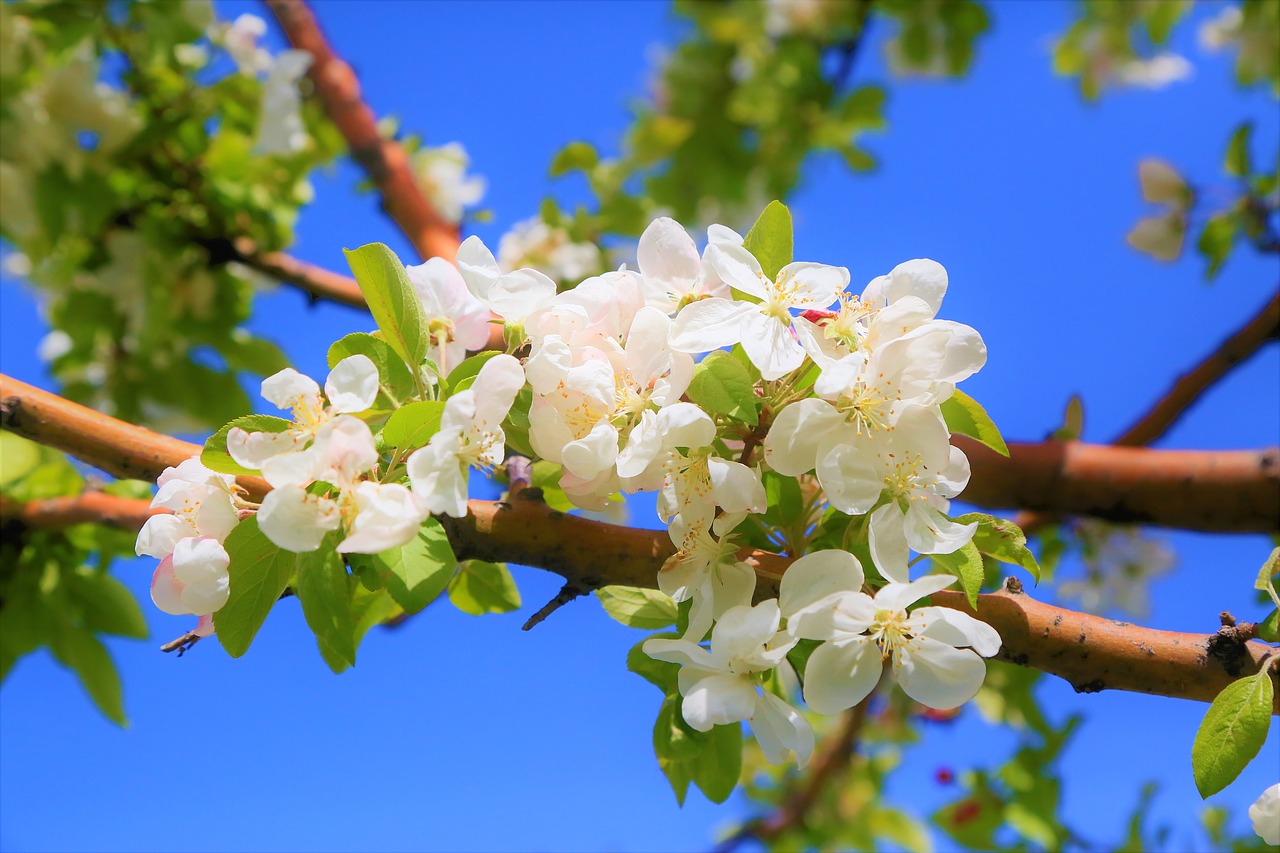 flower  tree  branch free photo