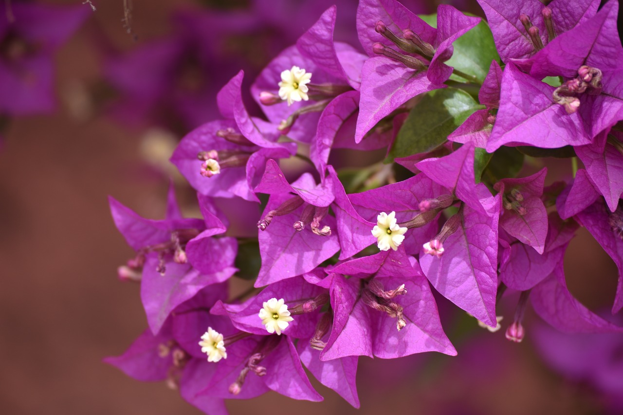 flower  tree  flora free photo