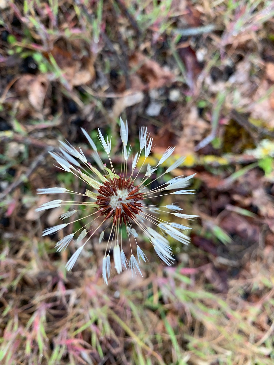 flower  forest  nature free photo