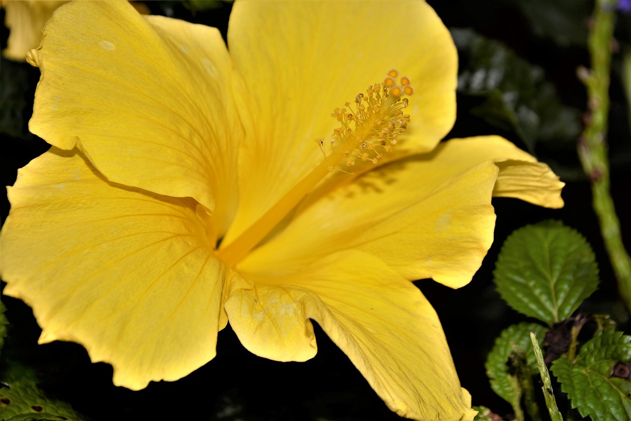 flower  large  yellow free photo