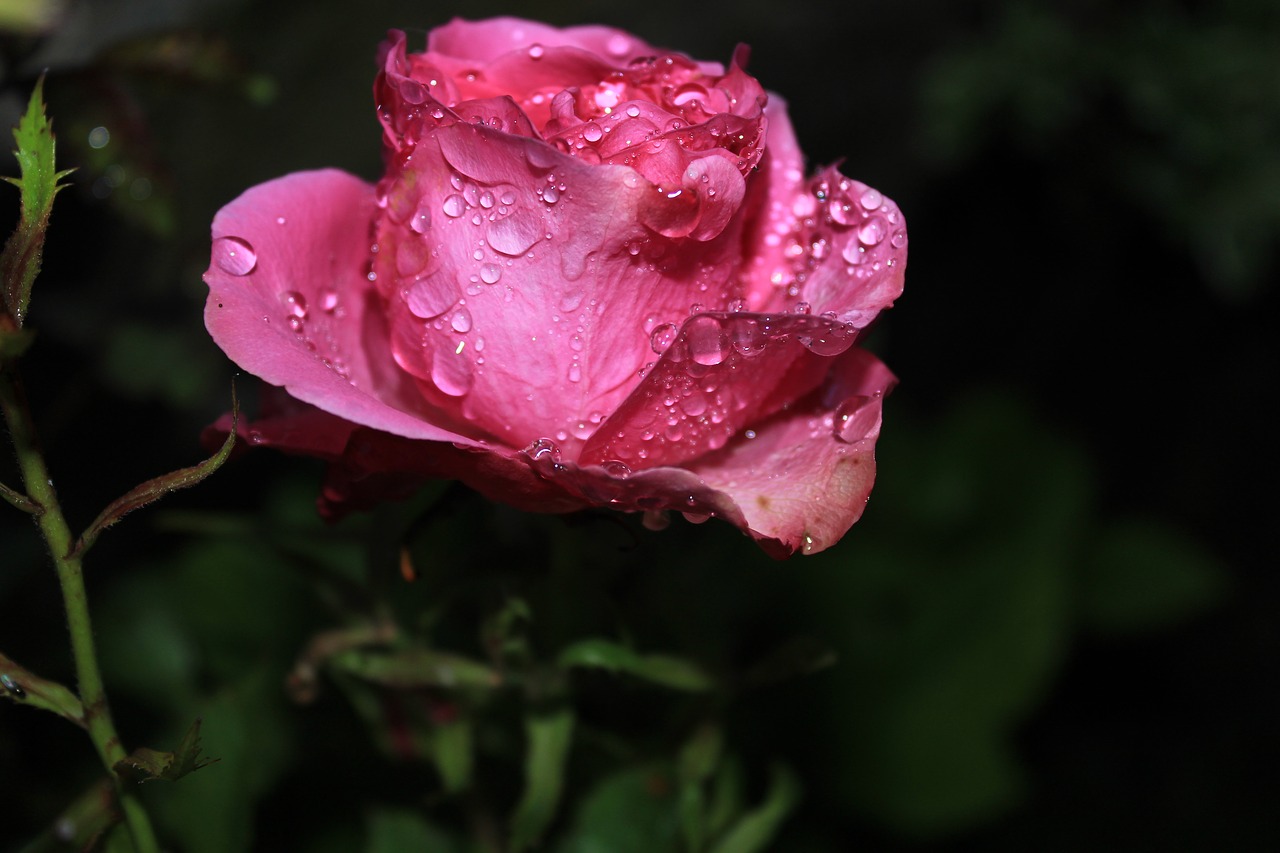 flower  rosa  night free photo