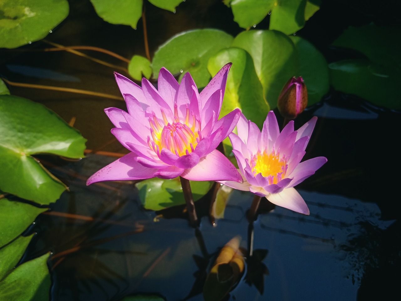 flower  lotus  plant free photo