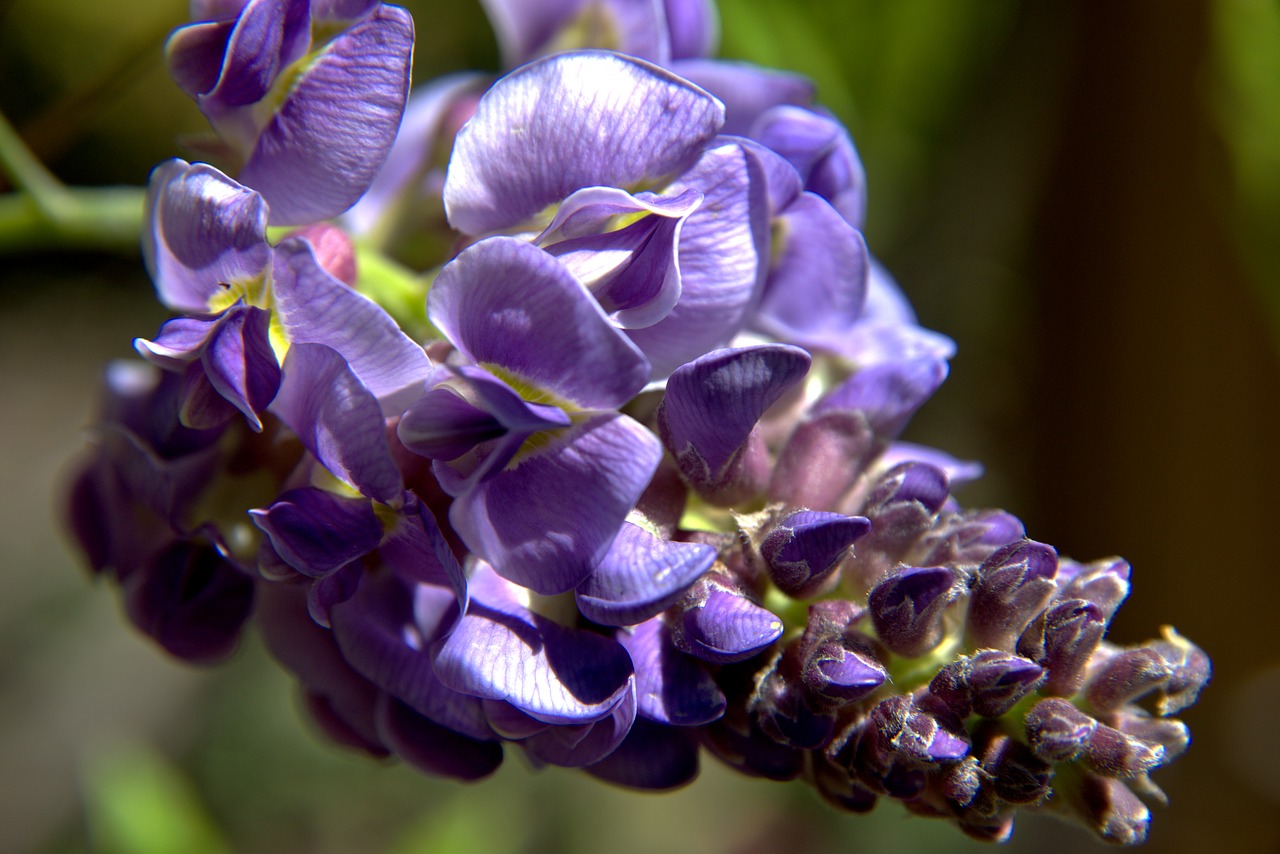 flower  nature  blossom free photo