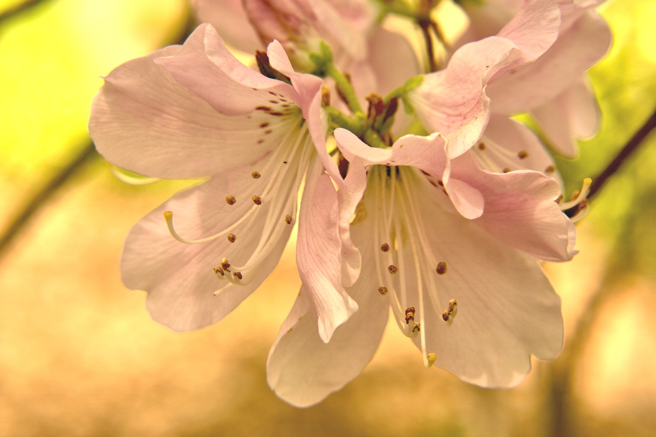 flower  nature  blossom free photo