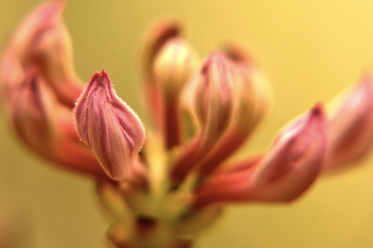 flower  nature  blossom free photo