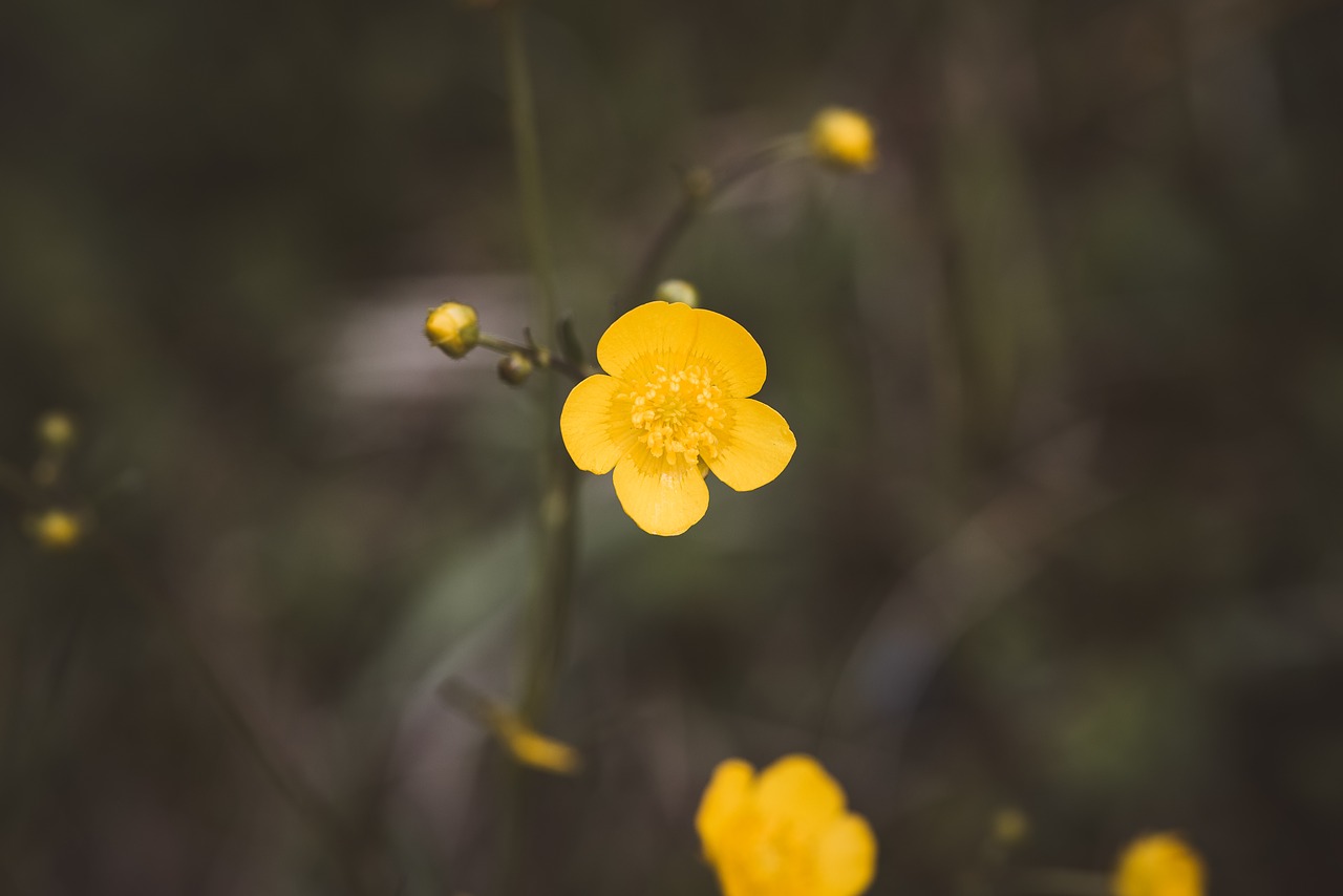 flower  yellow  nature free photo