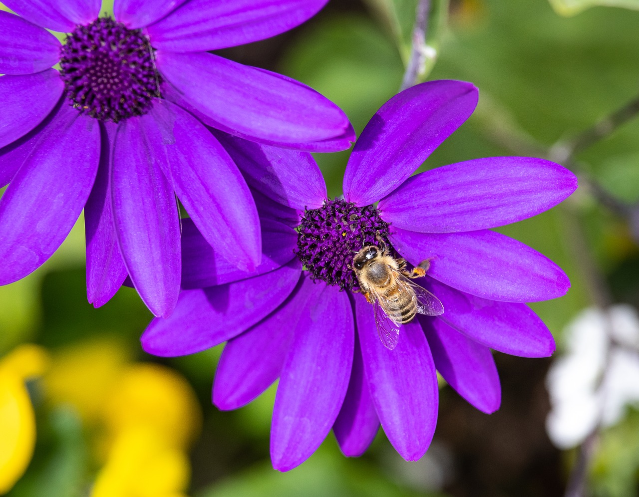 flower  plant  ornamental plant free photo