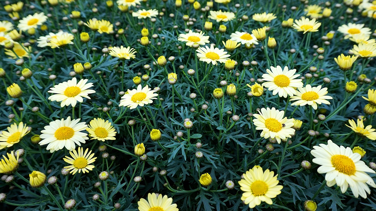 flower  yellow  blossom free photo