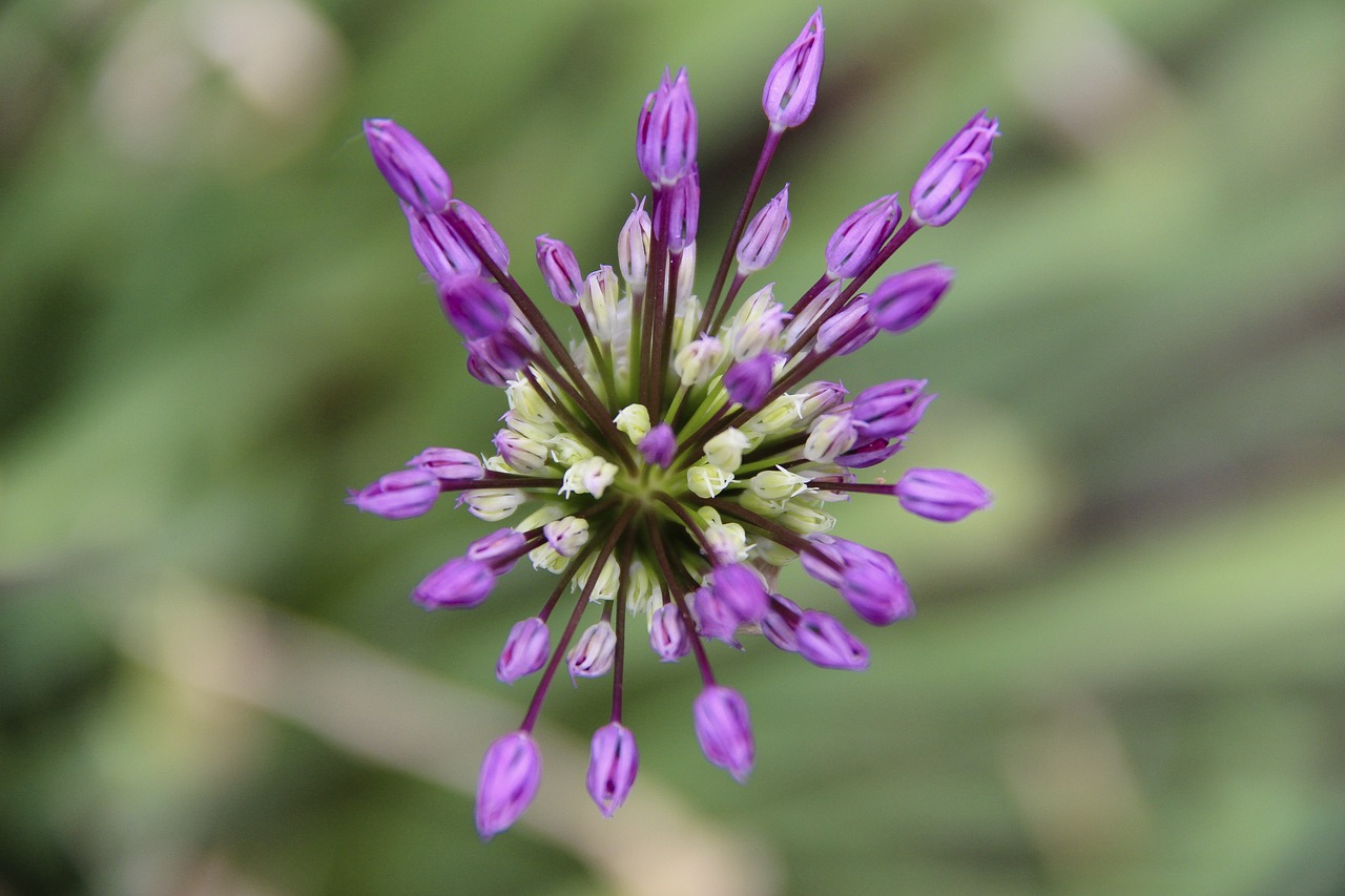 flower  lilac  flowers free photo